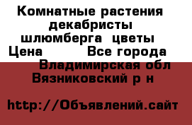 Комнатные растения, декабристы (шлюмберга) цветы › Цена ­ 300 - Все города  »    . Владимирская обл.,Вязниковский р-н